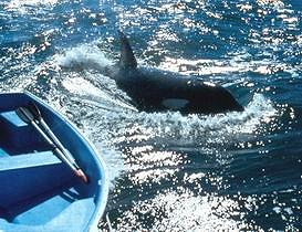 Orcas verfolgen uns