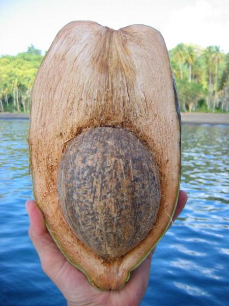 Anatomie einer Kokosnuss 1