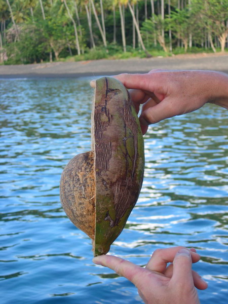Anatomie einer Kokosnuss 2