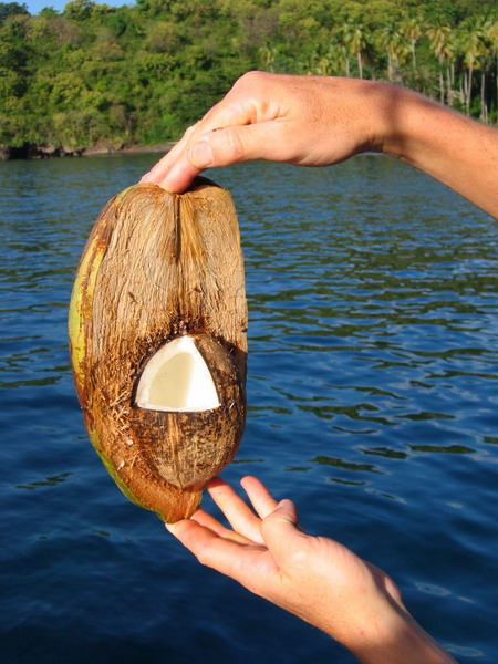 Anatomie einer Kokosnuss 3