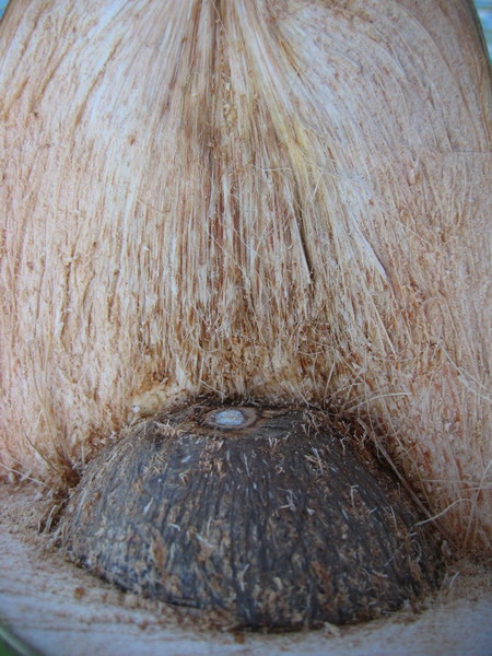 Anatomie einer Kokosnuss 4