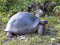 Schildkröte vor der Eiablage...