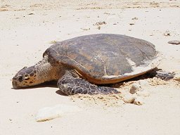 dieselbe Schildkröte nach der Eiablage!?!